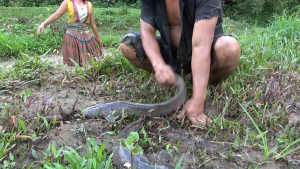in a daring feat of fishing a brave girl catches a massive anaconda in a deep hole video 407932